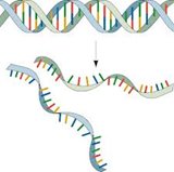 PCR-01 PCR-01