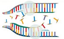 PCR-03 PCR-03